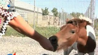Operatie, in premiera in Romania. Afla povestea emotionanta a poneiului care a fost salvat de la moarte de medicii romani