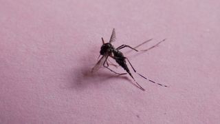 Un nou deces cauzat de virusul West Nile; numarul mortilor a ajuns la opt