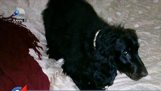 Imagini cutremuratoare in centrul Bucurestiului. Un caine este strivit, intentionat, de rotile unei masini. Stapanul animalului a ramas socat, dupa ce soferul i-a strigat ca e vina lui si a plecat in tromba