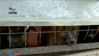 Animale chinuite pe contracte de sute de mii de lei. E dezastru la Adapostul Ovidiu. Inspectorii antifrauda parca inchid ochii la aceste infractiuni