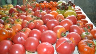 Cum sunt vopsite, in cateva ore, rosiile care ajung in supermarket: ”Nu e moral, dar e comercial”