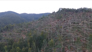 Imagini apocaliptice! Furtuna a facut ravagii in unele zone ale Romaniei! Sute de hectare de padure au fost doborate complet de vijelii