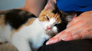 Primarul din Buzau a dat lege! Nimeni nu are voie sa aiba mai mult de 2 pisici