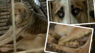 Afacere cu suflete? De foame, cainii din adapostul Ovidiu au ajuns sa isi manance cozile. Imagini socante