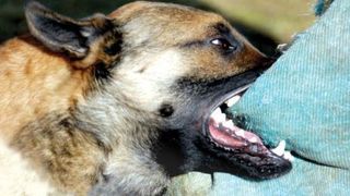 "Salvati-ma! Ma mananca cainii!" - Copil de 12 ani, sfasiat de doi caini de lupta