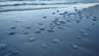 Invazie de meduze pe litoralul Marii Negre