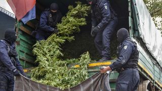 Captura record de cannabis intr-un sat din Mehedinti! Procurorii DIICOT au avut nevoie de un camion pentru a cara marfa