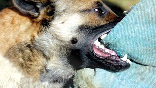 Tragedie in Suceava! Fetita de 12 ani, desfigurata de cainele unor vecini