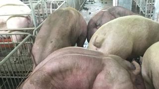 Un fermier vinde porci modificati genetic! Iata cum arata. Sunt adevarati monstri