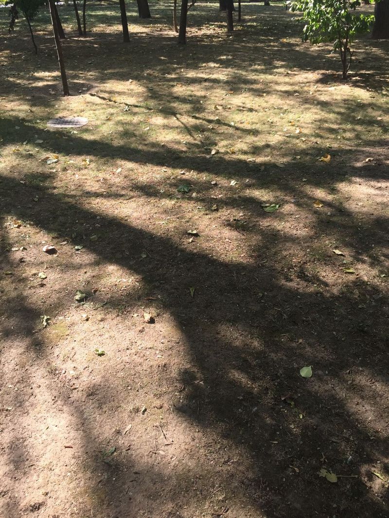 Gazonul a murit, desi autoritatile au achizitionat sisteme moderne de irigatii
