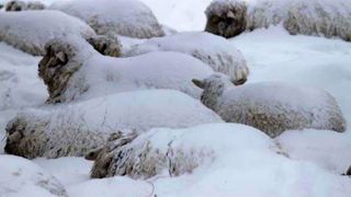 Turma de peste 700 de oi si vaci, blocata in nameti, la peste 1.400 de metri altitudine! Ciobanii cer disperati ajutor