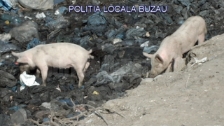 Caz socant, descoperit in Buzau! Porci crescuti printre gunoaie, hraniti cu cadavre de animale, apoi vanduti pe piata - Ce spune crescatorul de animale