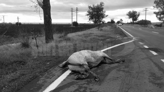 Terifiant! Cadavrul unui cal, lovit de o masina, a fost abandonat pe marginea drumului