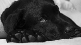 Caz fara precedent. O femeie a obtinut dreptul la concediu medical pentru a avea grija de catelul bolnav