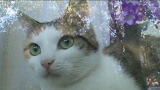 Pisica, pusa sub sechestru judecatoresc, intr-un apartament din Constanta! Proprietara plange de durere la geam cand o aude miorlaind