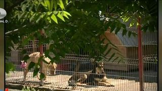 Afaceri pe bani grei cu caini comunitari. Firmele primesc autorizatii pe banda rulanta, fara sa respecte normele, in timp ce animalele sufera ingrozitor