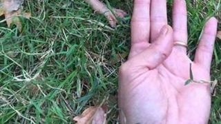 Imaginile care au inspaimantat lumea. Ce este de fapt creatura care are corp de pisica si cap de bebelus