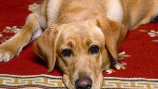 Latratul cainelui, dupa ora 22:00, se amendeaza de autoritati. Uite ce suma trebuie sa platesti