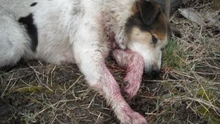 Doi barbati din Constanta  au fost condamnati la opt luni de inchisoare cu suspendare, dupa ce au ucis un caine fara stapan