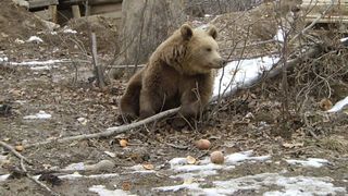 Stare de alerta in comunele Gura Foii si Crandurile din Dambovita! Gospodariile satenilor au fost atacate de ursul care ii terorizeaza de mai bine de o saptamana