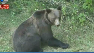 Un barbat si o adolescenta, atacati de un urs in fata unui bloc din Fagaras