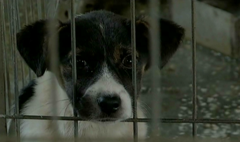 Afacerea "maidanezul" din adaposturile de caini din Constanta continua! Aici, inspectoriii DSV fac legea din pix