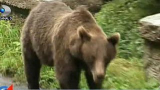 Marturiile fagarasenilor atacati de un urs chiar in fata blocului: "M-a muscat de picior si la mana mi-a dat cu ghearele”