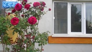 Ce a aparut in curtea unui oltean din comuna Milcov - Toti satenii se opresc sa faca poze - Tie iti place?