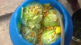 Cea mai mare greseala pe care o facem cand punem varza la murat. De ce se pun boabe de porumb