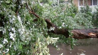 Taximetrist ranit dupa ce un copac a cazut peste masina sa, pe un bulevard din Capitala