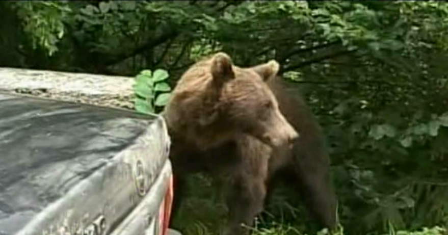 Ursul care a atacat o fetita de 14 ani pe o strada din Fagaras va fi impuscat