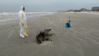 Aparitie misterioasa pe plaja la din Mamaia Nord. Doi porci mistreti au fost adusi la mal de apa marii