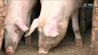 Pret promotional pentru porcii de Craciun! Cu cat se vinde un kilogram