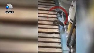 Aveti grija de unde va cumparati prajituri! Sobolani au fost filmati cum misuna printr-un laborator