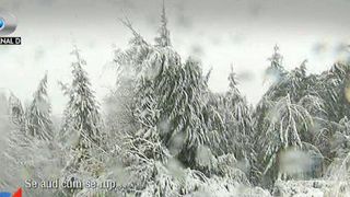 Se rup brazii in Maramures din cauza zapezii! Viscolul este extrem de puternic