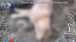 Reportaj "Salvam Suflete". Demascarea "Afacerii maidanezul" din Mangalia