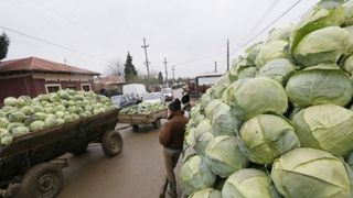 Varza pleaca de la tarani cu 40 de bani, iar samsarii o vand in piete cu 2 lei