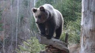 Alerta in Brasov: Un tanar a fost ranit de un urs