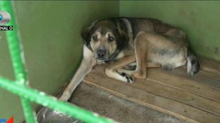 Nereguli grave si bataie de joc pe bani publici in adapostul public din Mangalia! Imaginile groazei