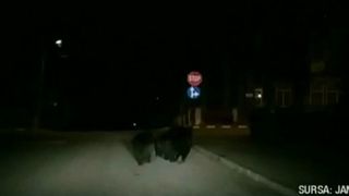 O ursoaica si puii ei au bagat in sperieti localnicii din Busteni