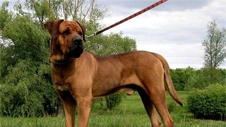 Halucinant! Ce a mirosit un caine in peretele unei case din Covasna - Politistii sunt socati de descoperirea facuta