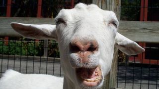 Anuntul haios postat de un vasluian: "Vand capra virgina"