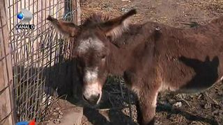 Povestea emotionanta a magaritei abandonate din Galati. Iata ce s-a intamplat cu Duduca