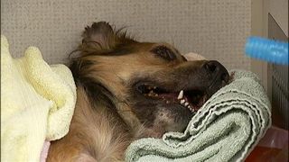 Cruzime dusa la extrem: Ce pedeapsa a primit barbatul care a ucis un caine prin lovirea in mod repetat cu un cutit