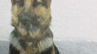 Cine o vrea pe Gula? Caine politist, scos la licitatie de IPJ Vrancea, pentru ca nu mai face fata sarcinilor "de serviciu"