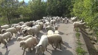 Accident in Timis: O soferita a intrat cu masina intr-o turma de oi. Ciobanul a fost ranit