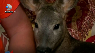 Povestea caprioarei salvata de un cuplu din Targu Neamt e fascinanta! A devenit rasfatata casei si doarme in pat cu stapanii ei