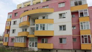 O vulpe a fost vazuta langa un bloc din Constanta. Animalul a fugit cand urma sa fie capturat