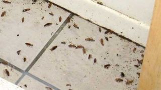 Patiserie din Constanta inchisa dupa ce inspectorii de la Protectia Consumatorilor au gasit gandaci colcaind in unitate!