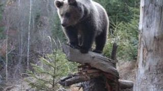 Arges: Un vanator a murit dupa ce a fost atacat de un urs